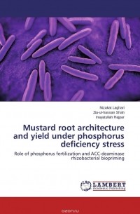  - Mustard root architecture and yield under phosphorus deficiency stress