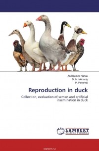Reproduction in duck