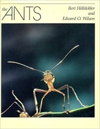  - The Ants