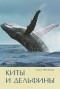 Филатова О. А. - Киты и дельфины