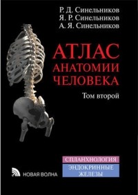  - Атлас анатомии человека. В 4 томах. Том 2. Учение о внутренностях и эндокринных железах. Учебное пособие