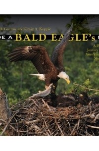  - Inside a Bald Eagle's Nest: A Photographic Journey Through the American Bald Eagle Nesting Season