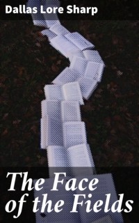 Sharp Dallas Lore - The Face of the Fields