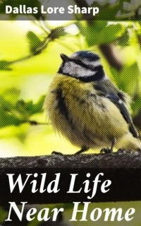 Sharp Dallas Lore - Wild Life Near Home