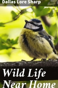 Sharp Dallas Lore - Wild Life Near Home