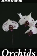 James OBrien - Orchids