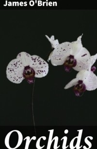 James OBrien - Orchids