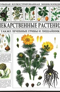 Сергей Афонькин - Лекарственные растения. А также лечебные грибы и лишайники