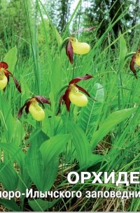  - Орхидеи Печоро-Илычского заповедника