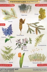  - Окружающий мир. Многообразие растений. Природные зоны. Степь