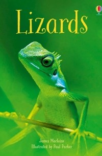 Lizards