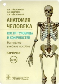  - Анатомия человека. Кости туловища и конечностей. Карточки