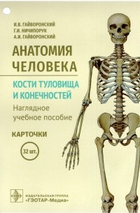 Анатомия человека. Кости туловища и конечностей. Карточки