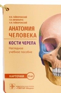 - Анатомия человека. Кости черепа. 23 карточки