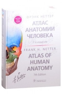 Неттер Фрэнк Генри - Атлас анатомии человека: терминология на русском, латинском и английском языках