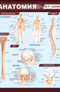 Михаил Сапин - Анатомия. Самая компактная анатомическая таблица