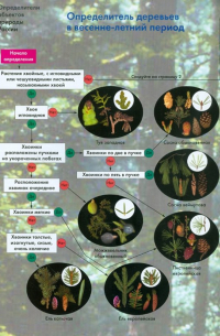 Определитель деревьев в весенне-летний период