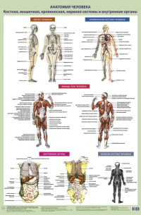 Анатомия человека. Костная, мышечная, кровеносная системы и внутренние органы