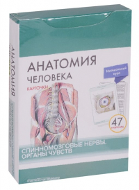  - Анатомия человека. Спинномозговые нервы. Органы чувств. 47 карточек