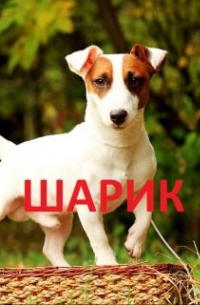 Шарик