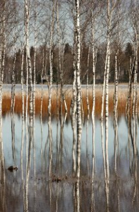 Наумов - Талая вода