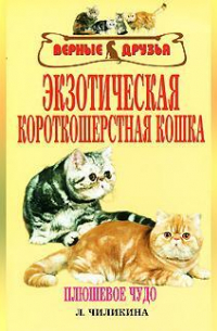 Экзотическая короткошерстная кошка