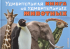 Том Джексон - Удивительная книга об удивительных животных