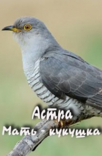 Астра - мать - кукушка