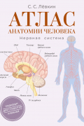 Атлас анатомии человека. Нервная система
