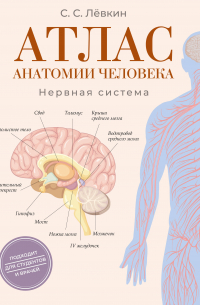Атлас анатомии человека. Нервная система